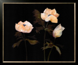 Buy Midnight Anemones II at AllPosters.com