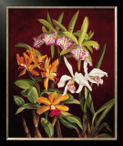 Buy Orchid Trio II at AllPosters.com