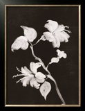 Buy Midnight Hibiscus at AllPosters.com