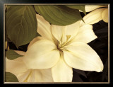 Buy Lily and Leaves at AllPosters.com