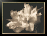 Buy Double Dappled I at AllPosters.com