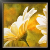 Buy Marguerites dans le Soleil II at AllPosters.com