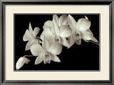 Buy Orchid II at AllPosters.com
