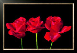 Buy Red Roses at AllPosters.com