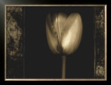 Buy White Tulipa II at AllPosters.com