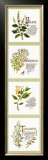 Kitchen Herbs I