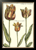 Buy Tulipa I at AllPosters.com