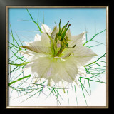 Seiltanzer Weiss Framed Art Print
