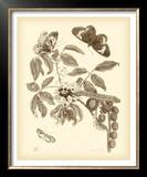 Buy Nature Study in Sepia II at AllPosters.com
