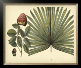 Buy Antique Brazilian Palm at AllPosters.com