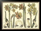 Narcissus in Bloom II