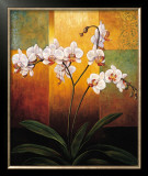 Orchids