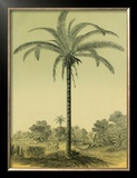 Astrocaryum Palm