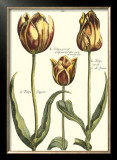 Buy Tulipa II at AllPosters.com