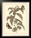 Buy Nature Study in Sepia I at AllPosters.com