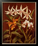 Buy Orchid Trio I at AllPosters.com