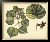 Buy Antique Mangrove Tree at AllPosters.com