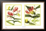 Buy Tiger Lily Petites at AllPosters.com