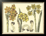 Narcissus in Bloom I
