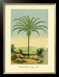 Maximiliana Palm