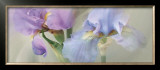Buy Iris XXII at AllPosters.com