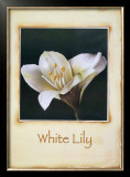 White Lily