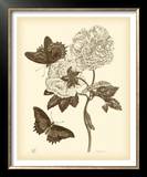 Buy Nature Study in Sepia IV at AllPosters.com