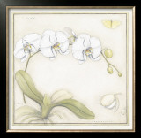 Buy White Orchid at AllPosters.com
