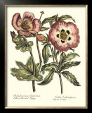 Buy Framboise Floral IV at AllPosters.com
