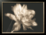 Buy Double Dappled II at AllPosters.com