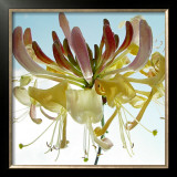 Ballet Framed Art Print