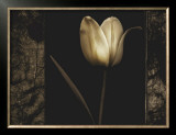 Buy White Tulipa I at AllPosters.com