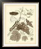 Buy Nature Study in Sepia III at AllPosters.com