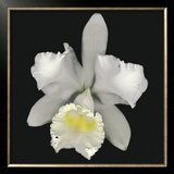 Cattleya