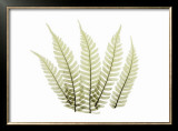 Buy Woodlands II at AllPosters.com
