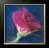 Buy Summer Colours II at AllPosters.com