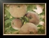 Buy Vintage Apples IV at AllPosters.com