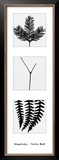 Photograms