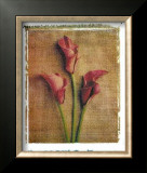 Buy Callas at AllPosters.com