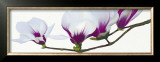 Buy Magnolia at AllPosters.com