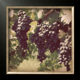 Buy Vintage Grape Vines III at AllPosters.com