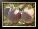 Buy Vintage Apples I at AllPosters.com
