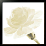 Buy Carnation I at AllPosters.com
