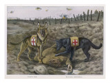 German Shepherd Dogs Used by the Red Cross to Locate Wounded Soldiers Giclee Print