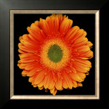 Buy Radiance at AllPosters.com