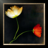 Buy Icelantic Poppies at AllPosters.com
