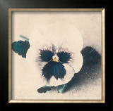 Buy Pansy at AllPosters.com