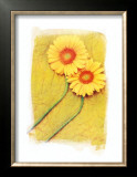 Buy Colours of Summer II at AllPosters.com