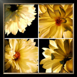 Buy Dahlia Troupe at AllPosters.com