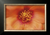 Buy Birds and Bees at AllPosters.com